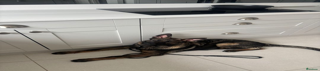 German Shepherd Puppy 1