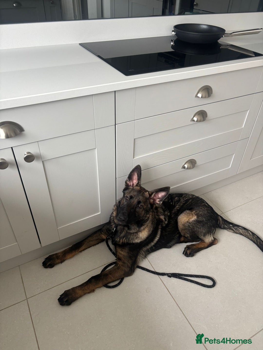 German Shepherd dogs for sale: Dark Sable German Shepherd Puppy (Male) - Advert 3