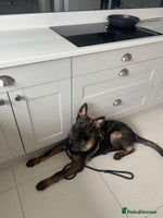 German Shepherd dogs Dark Sable German Shepherd Puppy (Male) - Advert 1