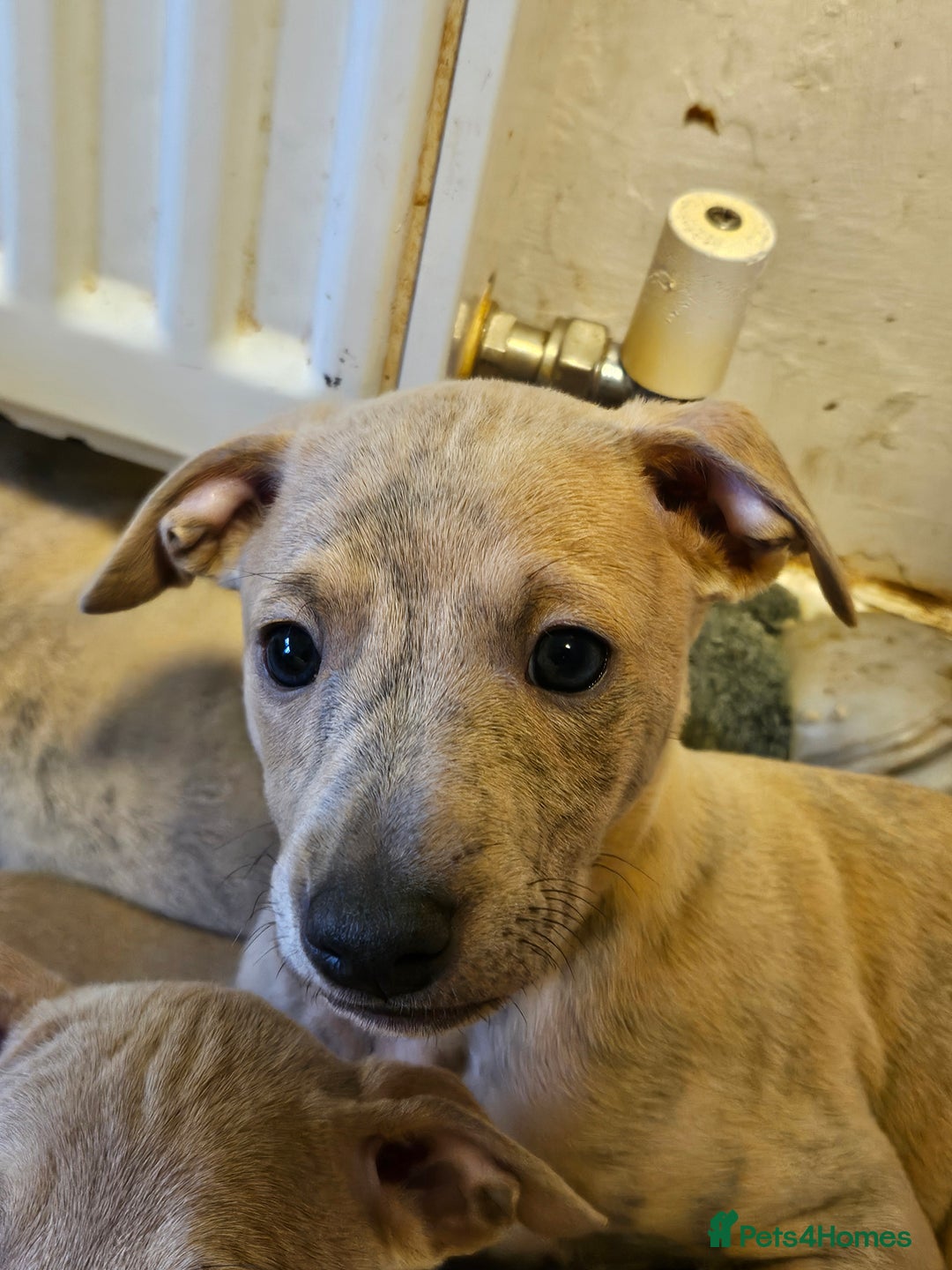 Whippet dogs for sale: ✨🐾 Gorgeous KC Registered Whippet puppies  🐾✨  - Advert 9