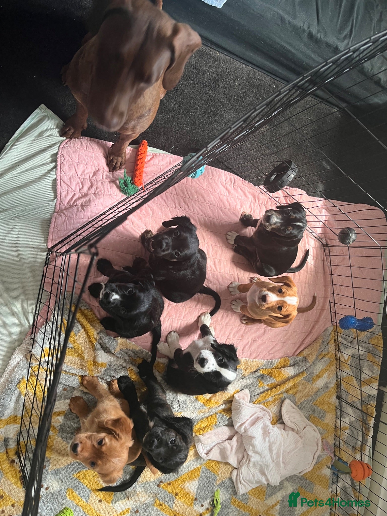 Mixed Breed dogs Beautiful Spaniel Puppies - Advert 3