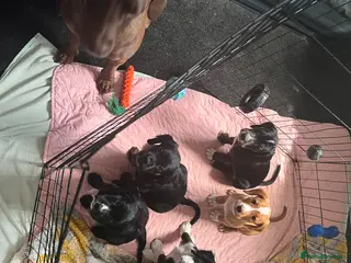 Mixed Breed dogs Beautiful Spaniel Puppies - Advert 3