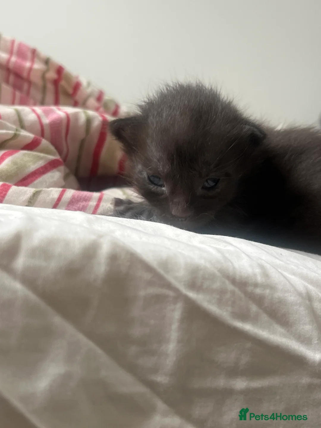 Maine Coon cats for sale: 4 beautiful maincoon mix tab kittens  - Advert 7