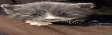 Nebelung 1