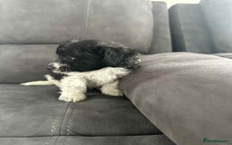 Jackapoo dogs for sale: Poodle x ready now  - Image 11