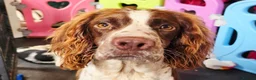 English Springer Spaniel dogs for sale: Outstanding Home Reared KC 5 ⭐️ Vetted Ready now  - Advert 15