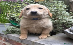 Labradoodle dogs for sale: Fox Red Labrador / Labradoodle X Puppies - Image 6