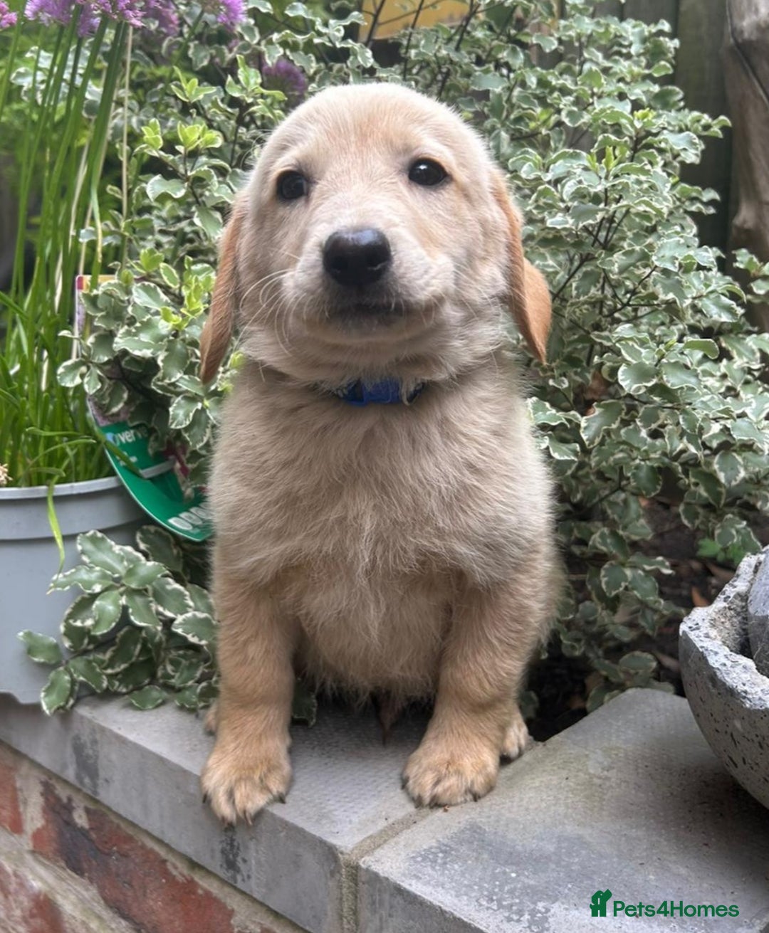 Labradoodle dogs for sale: Fox Red Labrador / Labradoodle X Puppies - Image 6