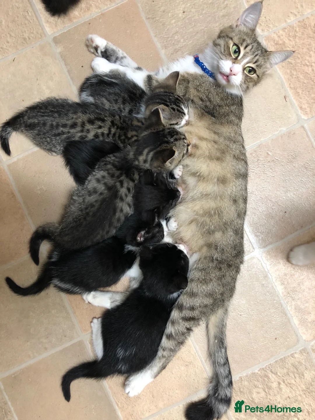 Mixed Breed cats for sale: Kittens - Advert 20