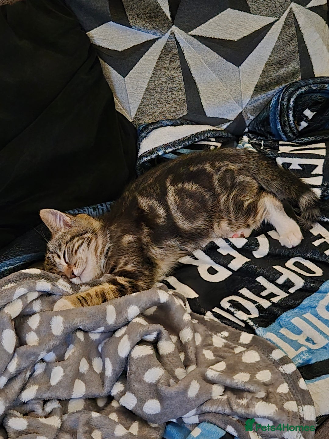 Mixed Breed cats for sale: Kitten  - Advert 3