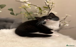 British Shorthair cats for sale: Lilac,Blue,BiColours & Colourpoint Registered  - Image 26
