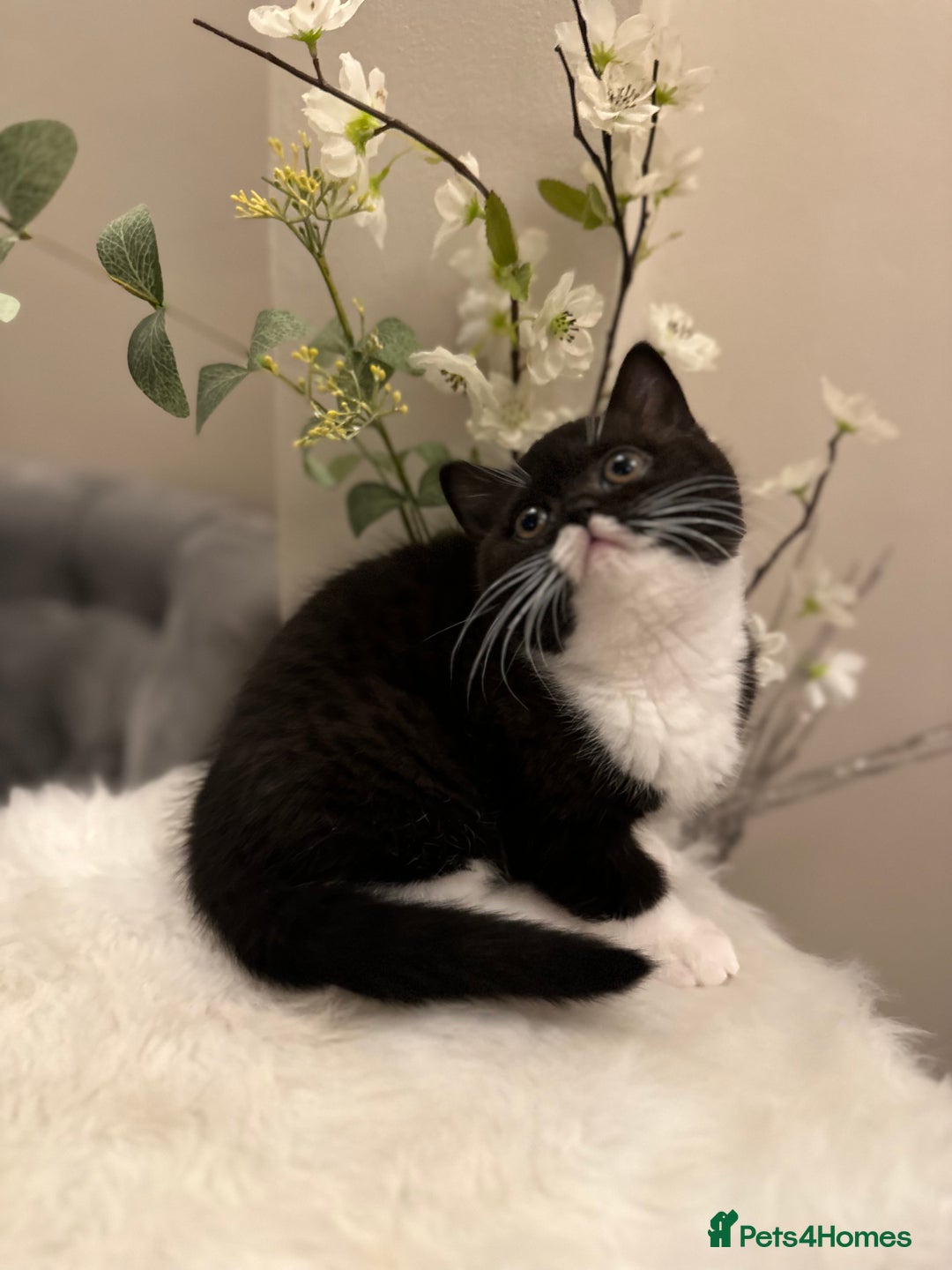 British Shorthair cats for sale: Lilac,Blue,BiColours & Colourpoint Registered  - Image 26