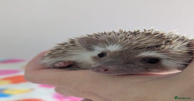 Pygmy Hedgehog rodents Gorgeous Hoglets need 5*homes.READY NOW!!!! - Advert 6