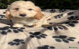 Cockapoo dogs for sale: 5 lovely f1 cockapoos  - Image 20