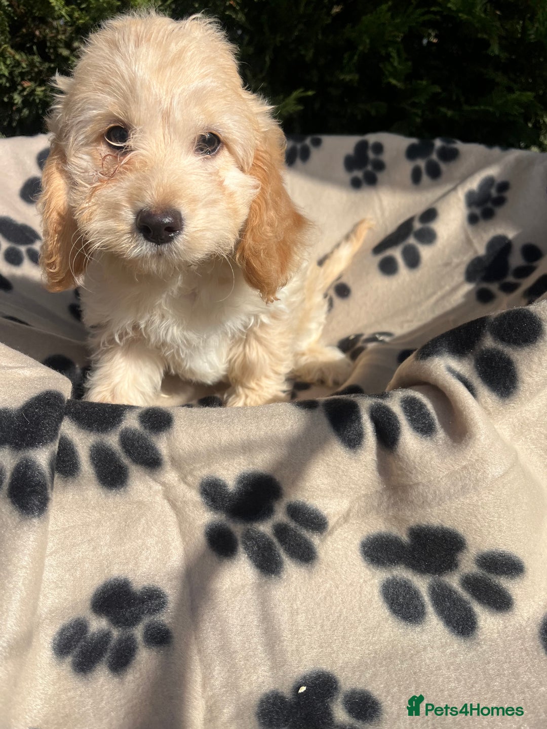 Cockapoo dogs for sale: 5 lovely f1 cockapoos  - Image 20