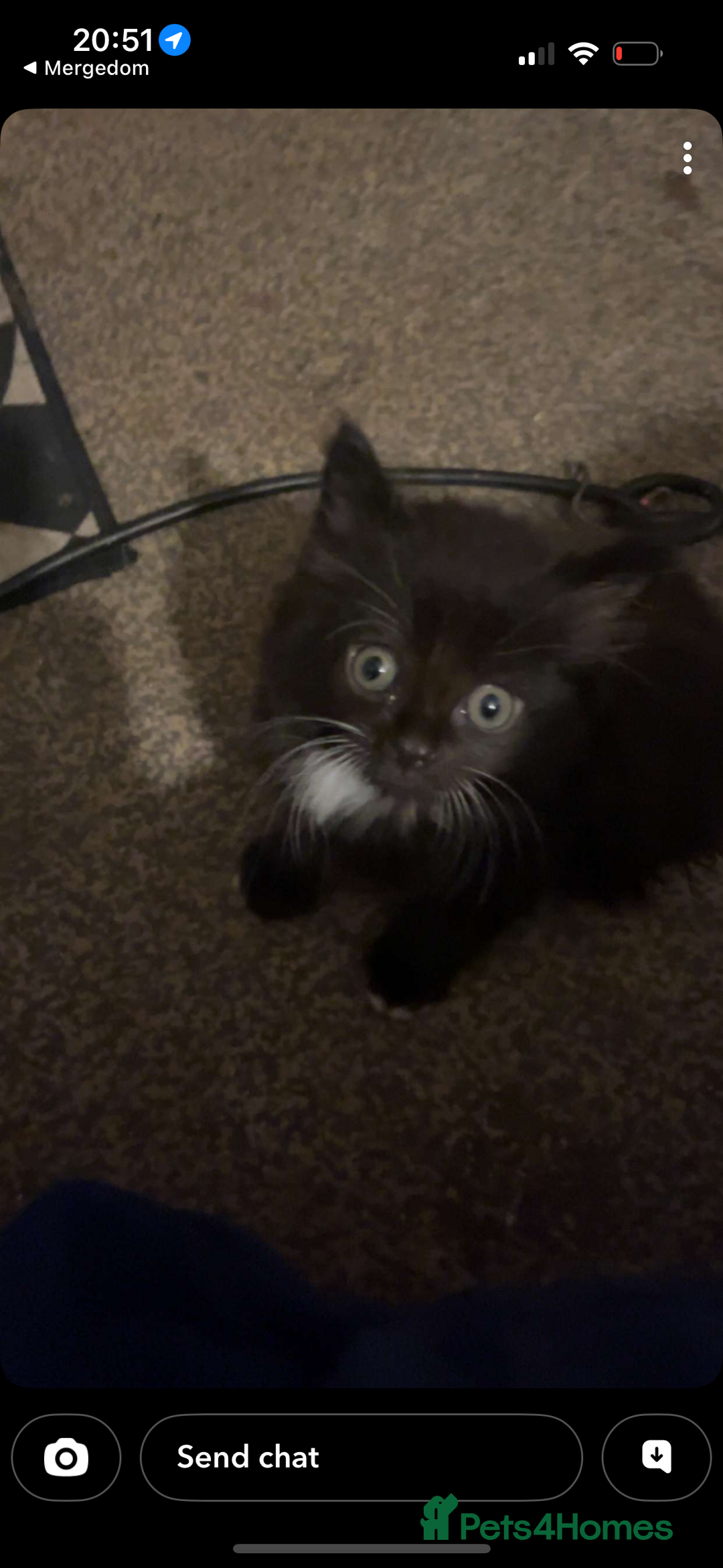 Mixed Breed cats for sale: 7 beautiful British short hair cross  - Advert 15