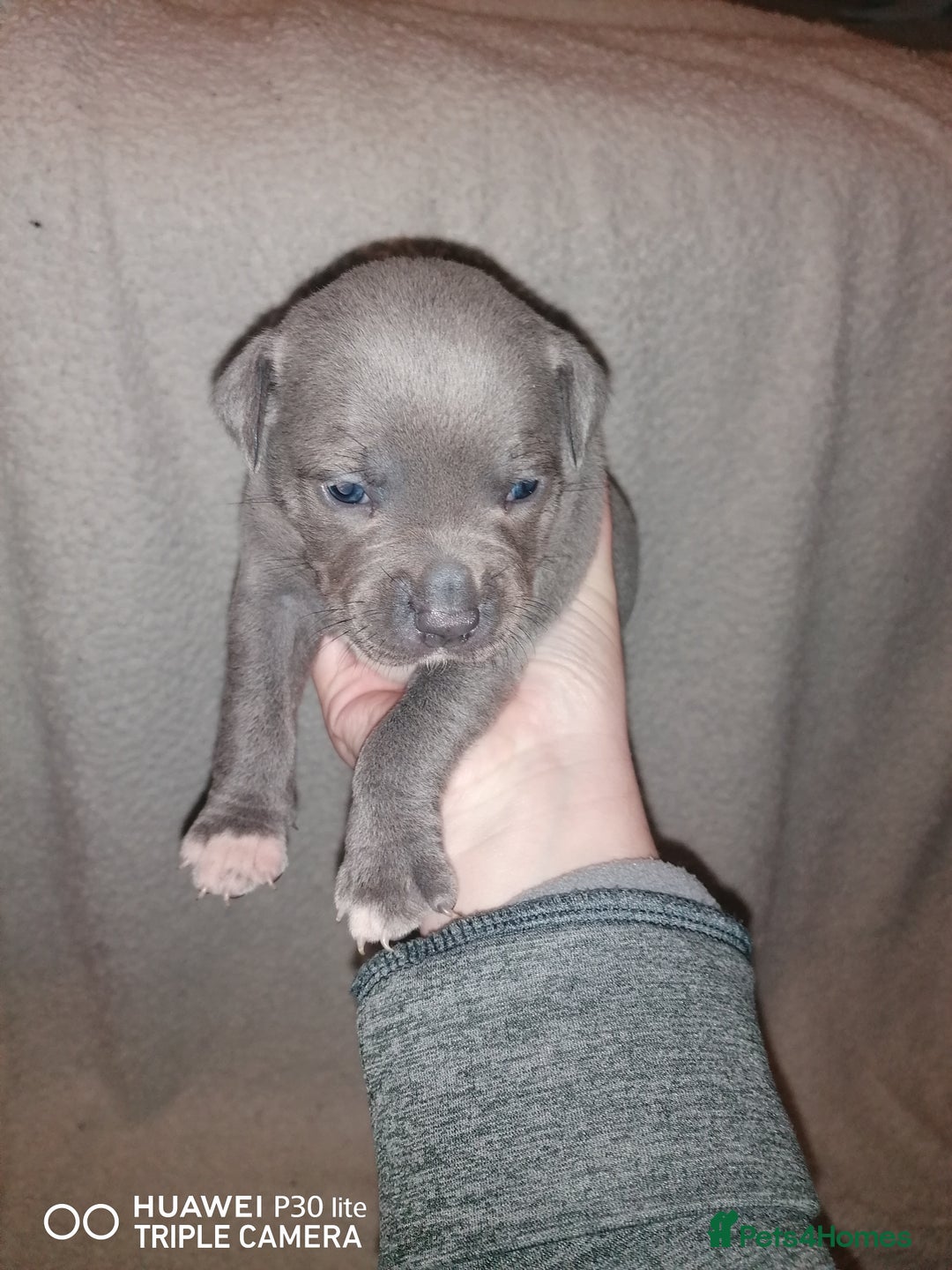 Staffordshire Bull Terrier dogs for sale: Stunning blue Staffordshire bull terrier puppies  - Advert 7
