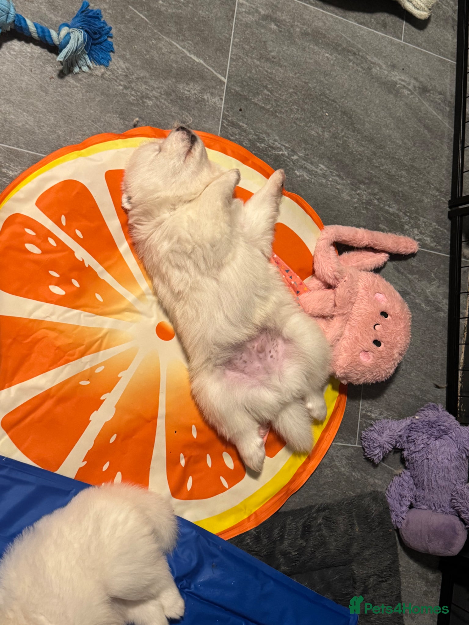 Samoyed dogs for sale: Stunning KC Samoyed babies  - Advert 5