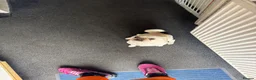 Pug dogs for sale: Female pug 3year old Linda  in Sheffield - Advert 3