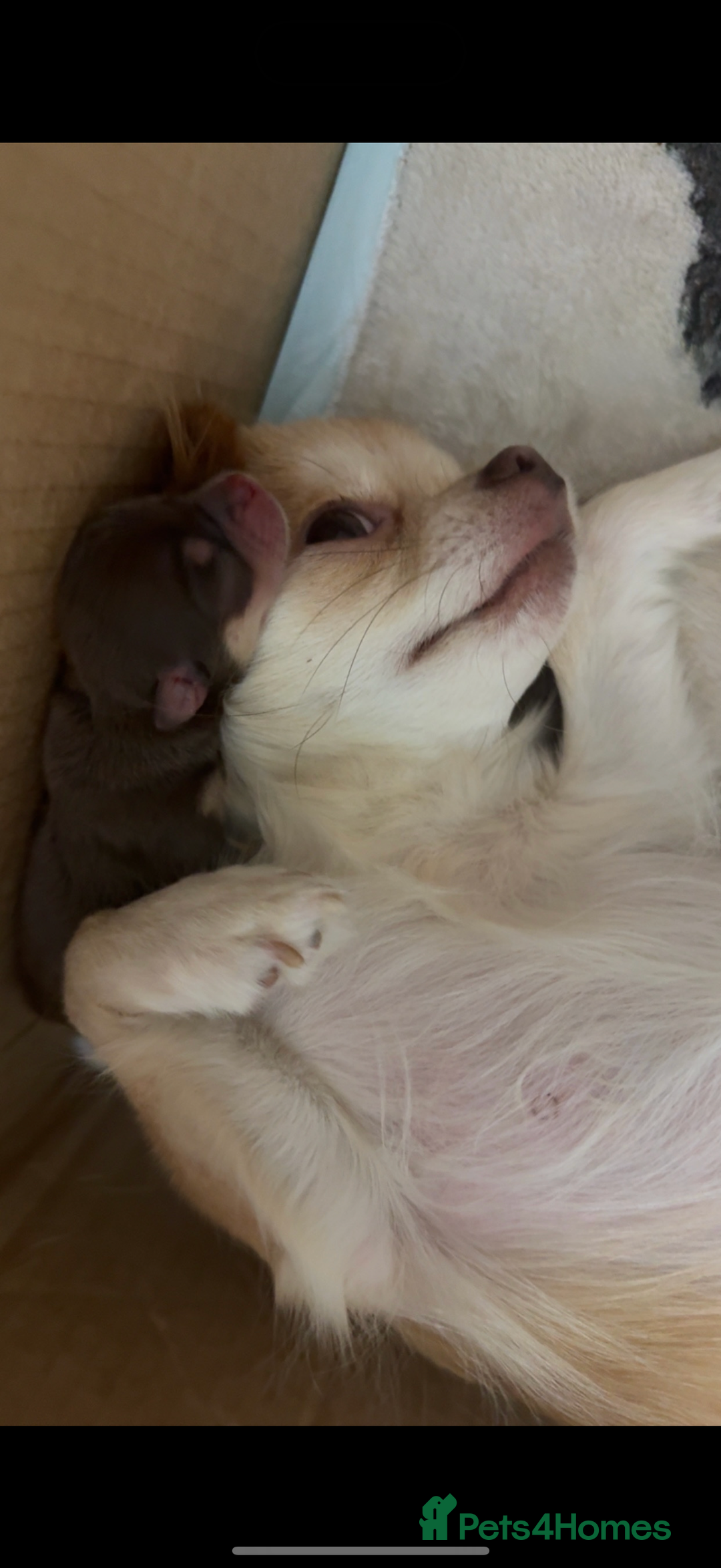 Chihuahua dogs for sale: Beautiful Cream & chocolate tan Chihuahuas! - Advert 9