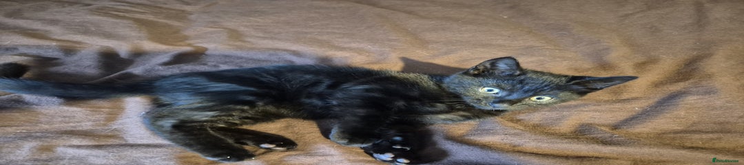 Black Kitten