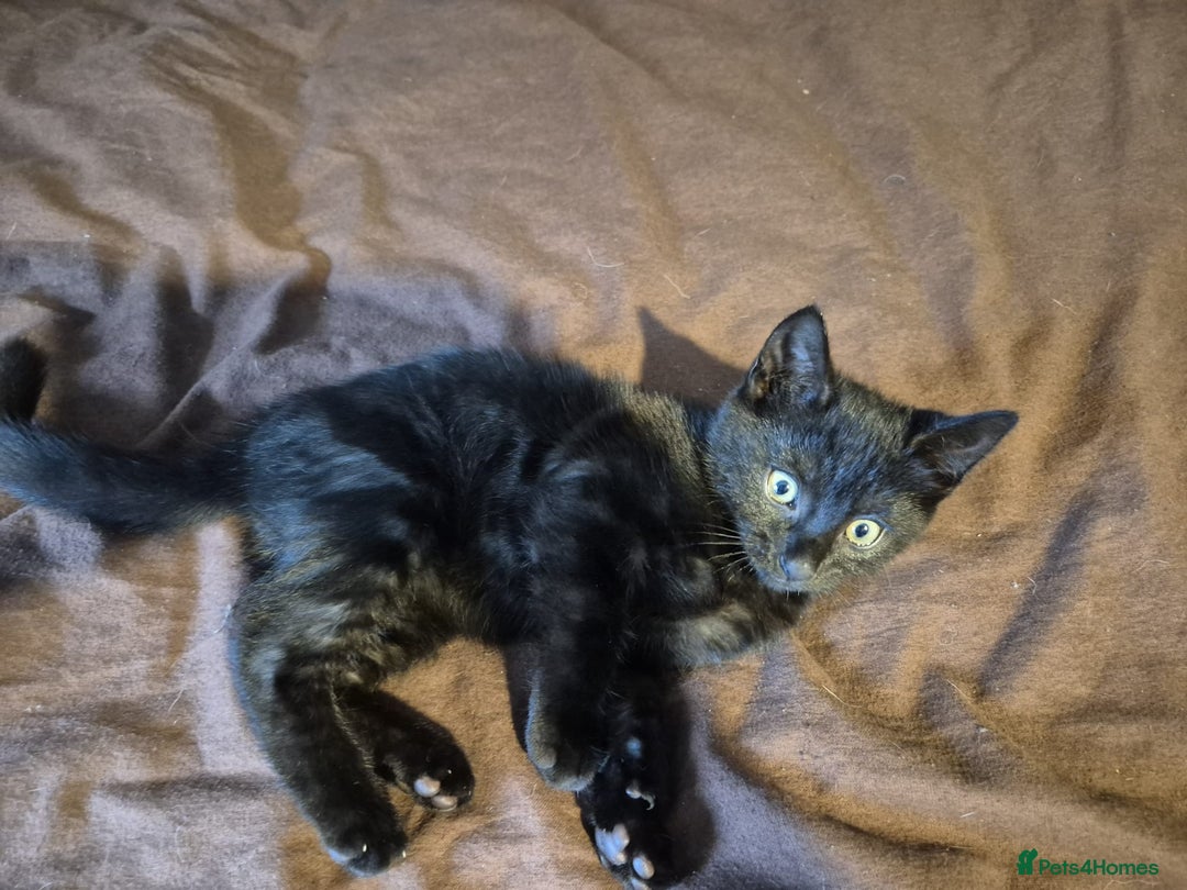 Mixed Breed cats for sale: Adorable Kittens - £150 (Reduced) - Image 5