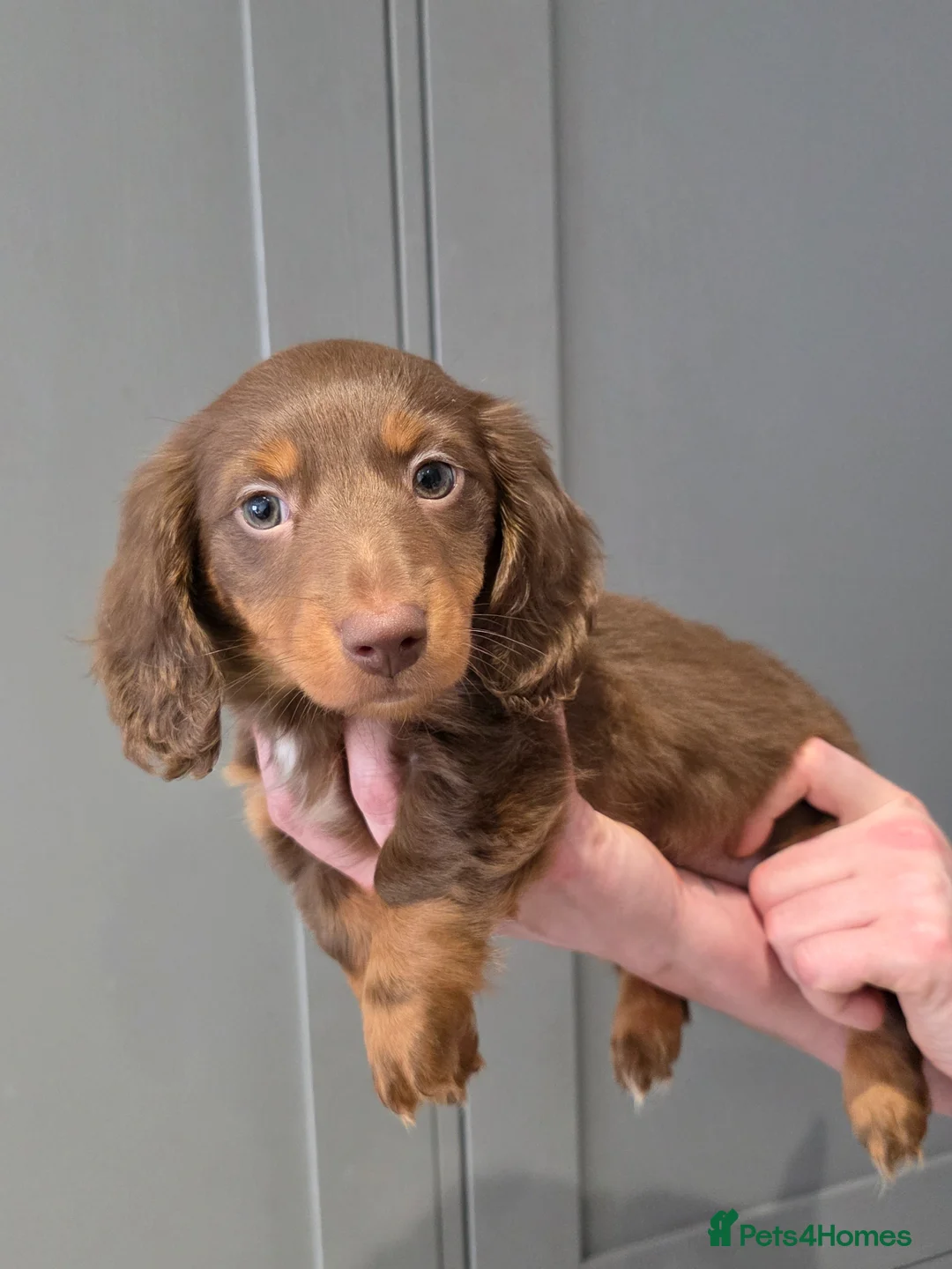 Miniature Dachshund dogs for sale: long haired miniature dachshund  READY TO LEAVE - Advert 1