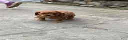 Cavalier King Charles Spaniel dogs for sale: KCR Cavalier King Charles Spaniel Puppies - Advert 4