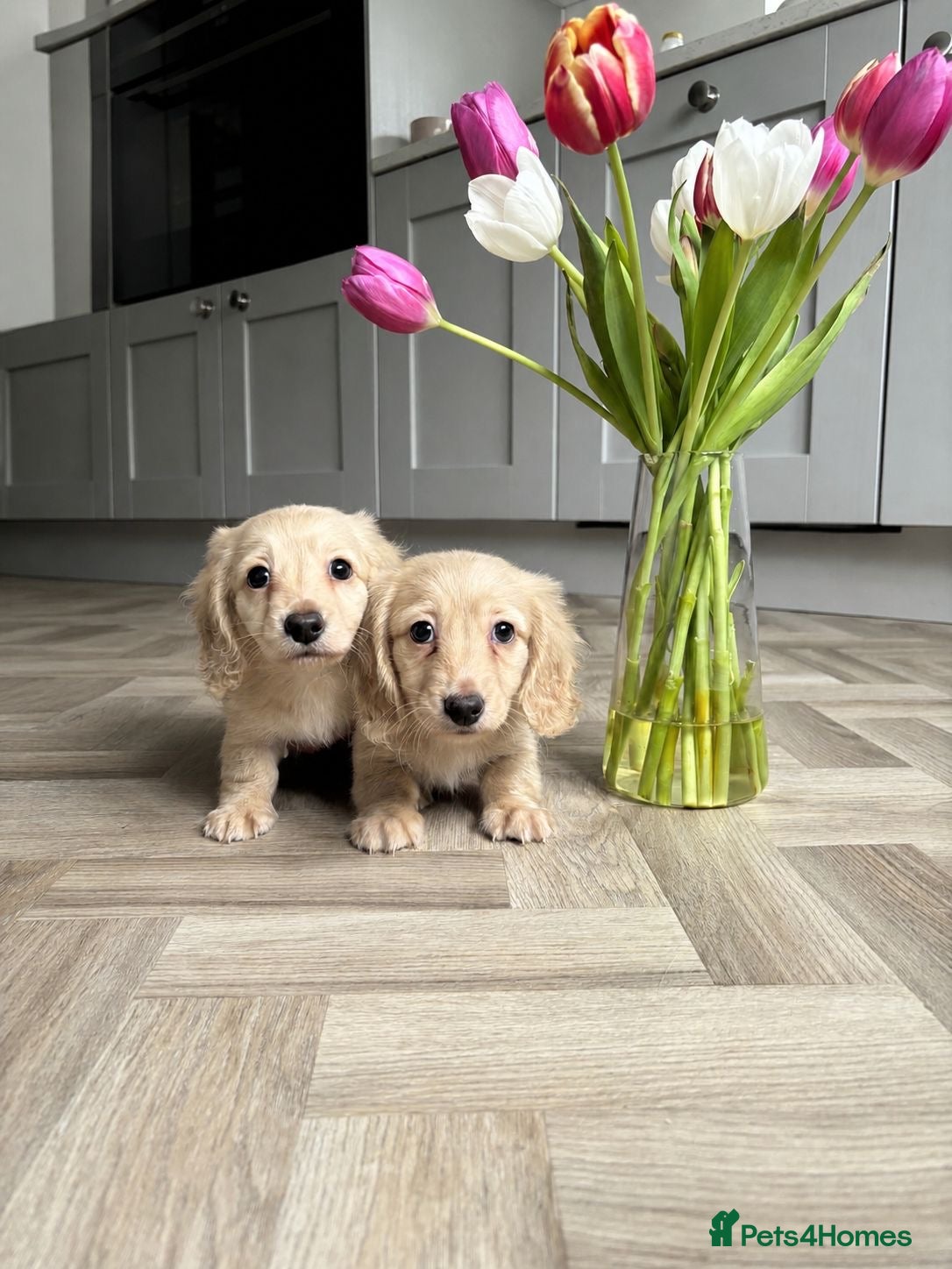 Miniature Dachshund dogs Stunning English cream mini dachshunds🤍 - Advert 1