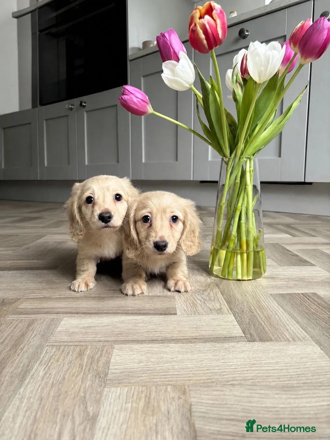 Miniature Dachshund dogs for sale: Miniature dachshund for sale ready now 🤍 - Advert 2