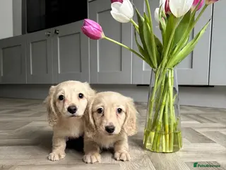 Miniature Dachshund dogs Stunning English cream mini dachshunds🤍 - Advert 1