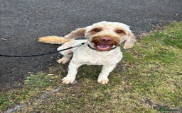 Cockapoo dogs for stud: Ralph 2 year old cockapoo stud £100 - Image 4