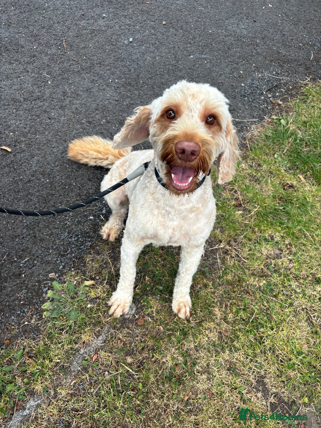 Cockapoo dogs for stud: Ralph 2 year old cockapoo stud £100 - Image 4