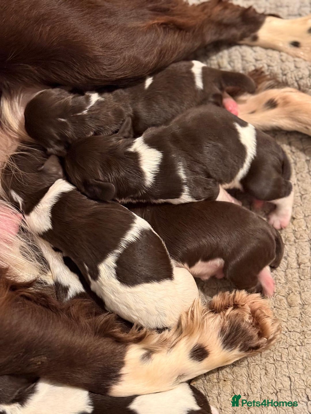 English Springer Spaniel dogs for sale: Traditional Kc Reg English Springer Spaniel Pups.. - Advert 13