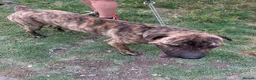 Mixed Breed dogs for adoption: Jr 1 year shar pei mix Macedonian rescue   - Advert 7