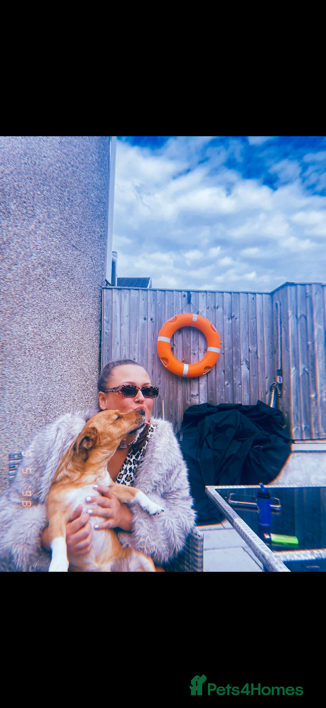 Jack Russell dogs for stud: My Gorgeous blue merle miniature jack  - Image 6