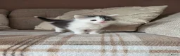 Mixed Breed cats for sale: Mixed breed fluffy mid-long fur kittens for sale - Advert 4
