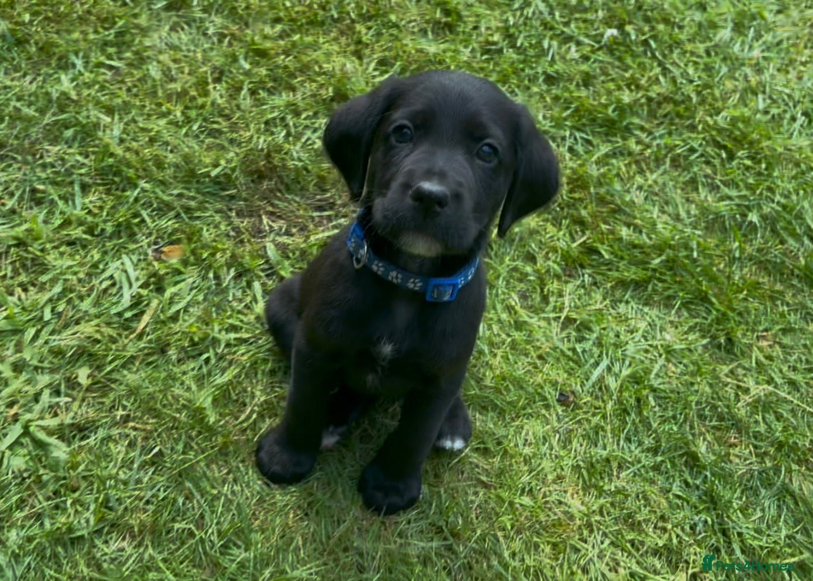 Cockerdor dogs LAST 1 BOY Working Cockador Pups chocolate black  - Advert 2