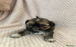 Mixed Breed dogs for sale: Lhasa apso cross shihtzu puppies. - Advert 12