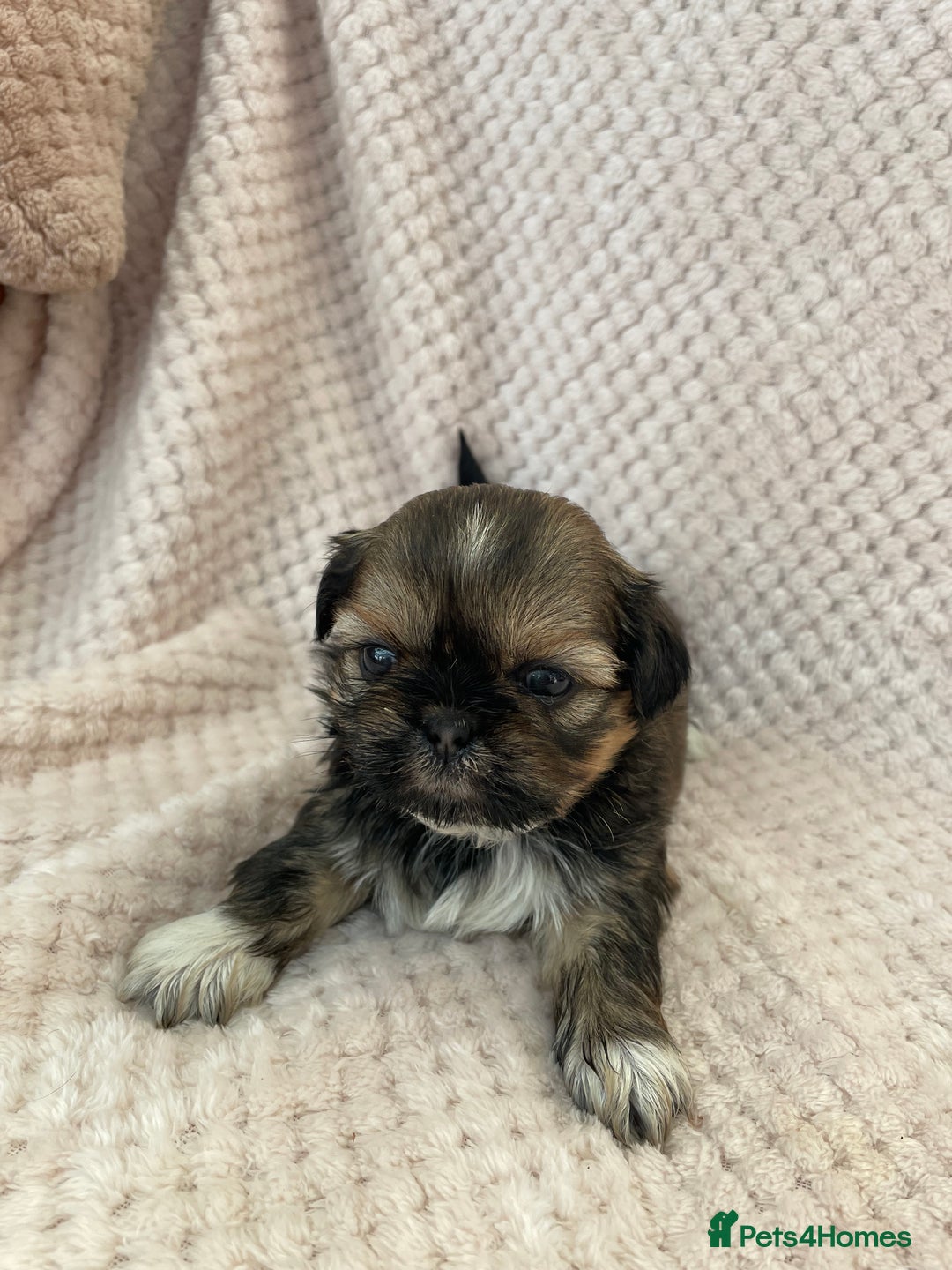 Mixed Breed dogs for sale: Lhasa apso cross shihtzu puppies. - Advert 12