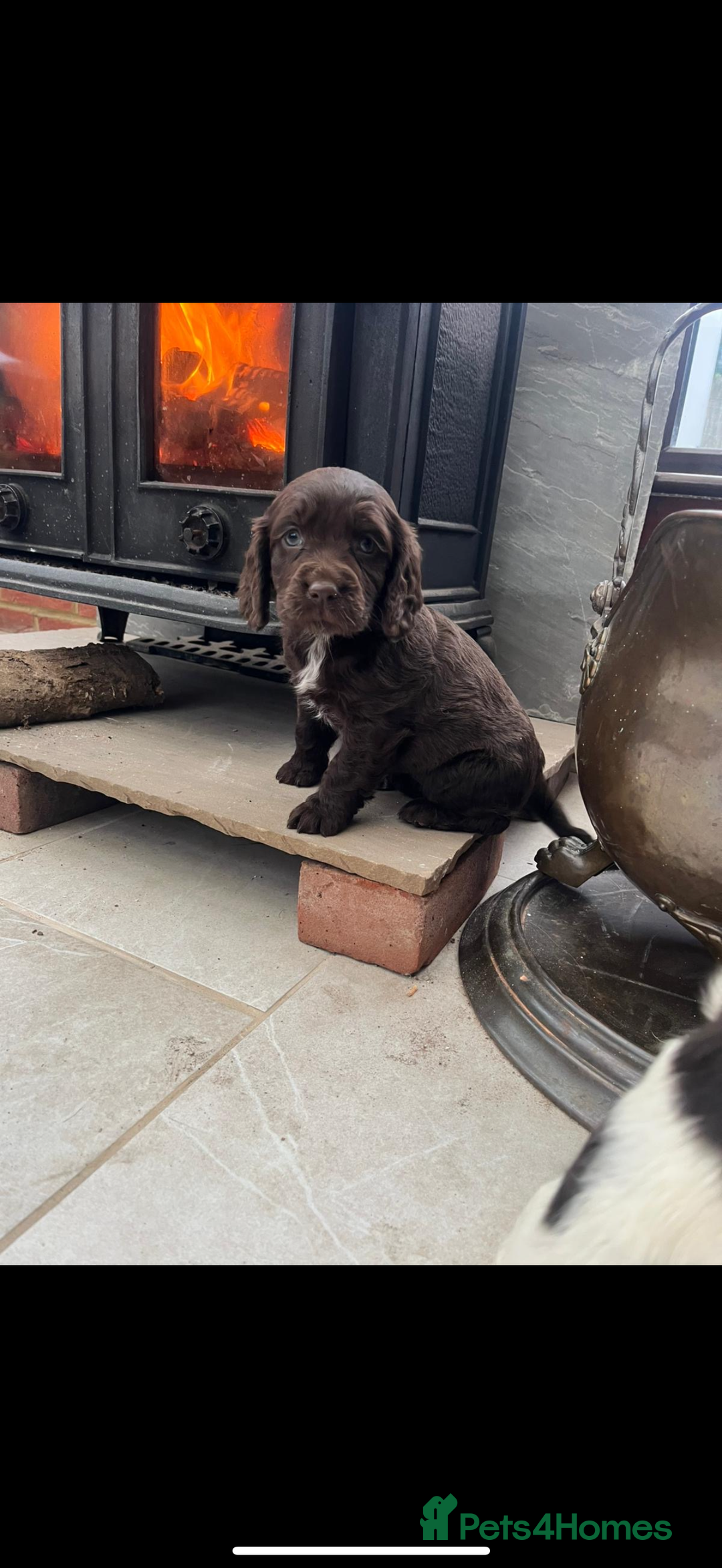 Cocker Spaniel dogs for sale: 2 cocker spaniel bitches - Advert 6