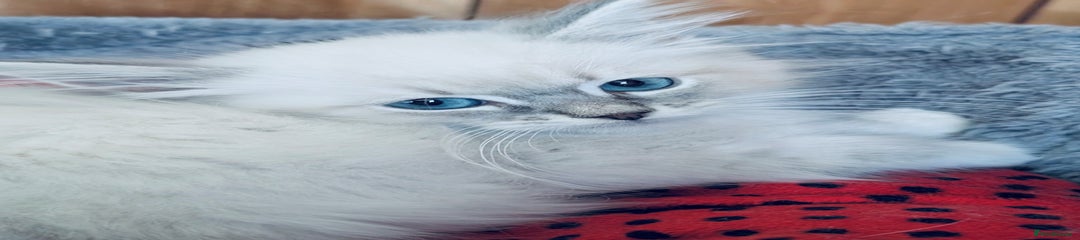 Neva Masquerade Kitten 4
