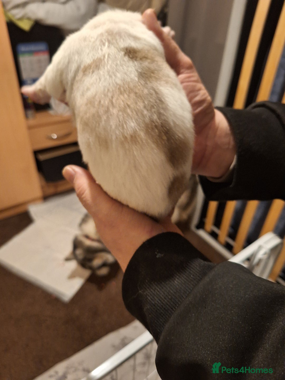 Siberian Husky dogs for sale: 7 SIBERIAN HUSKYS, 4 BOYS, 3 GIRLS - Advert 10