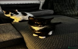 Persian cats for sale: Persian x kittens - Image 29