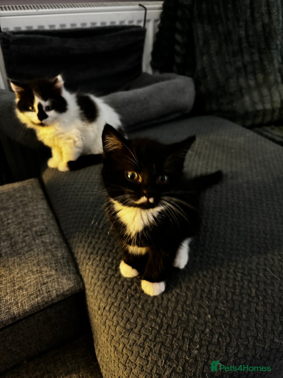 Persian cats for sale: Persian x kittens - Image 29