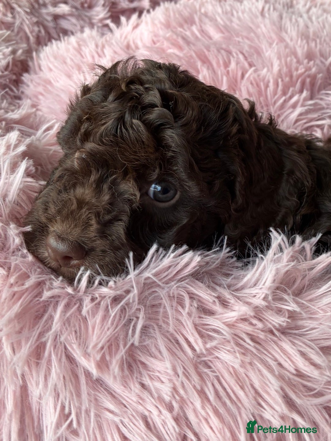 Cockapoo dogs for sale: Miniature cockapoos - Advert 11