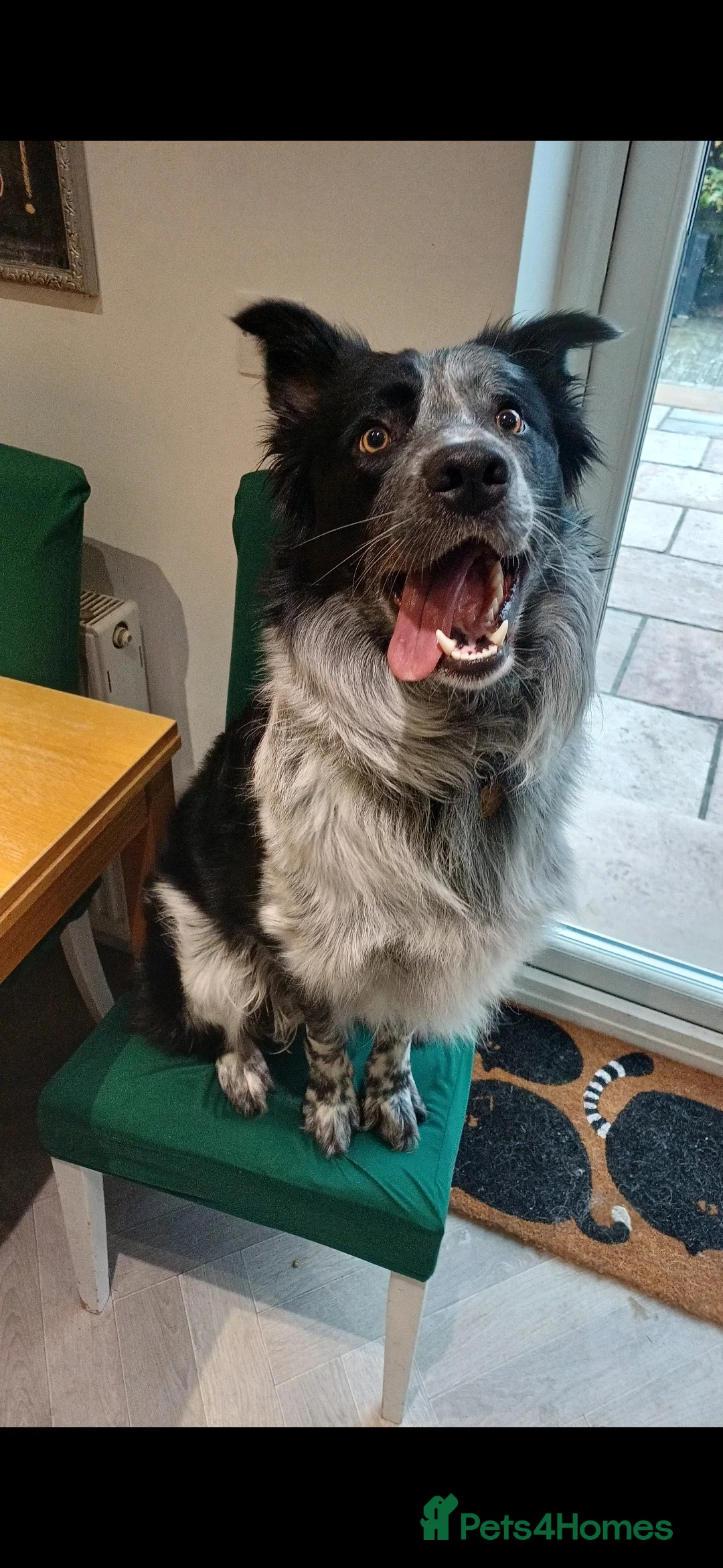 Border Collie dogs for sale: Cassidy in Bury - Advert 1