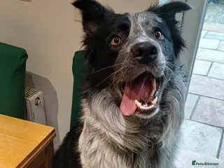 Border Collie dogs Cassidy in Bury - Advert 1