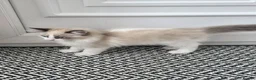 Ragdoll cats for sale: Ragdoll - Advert 2