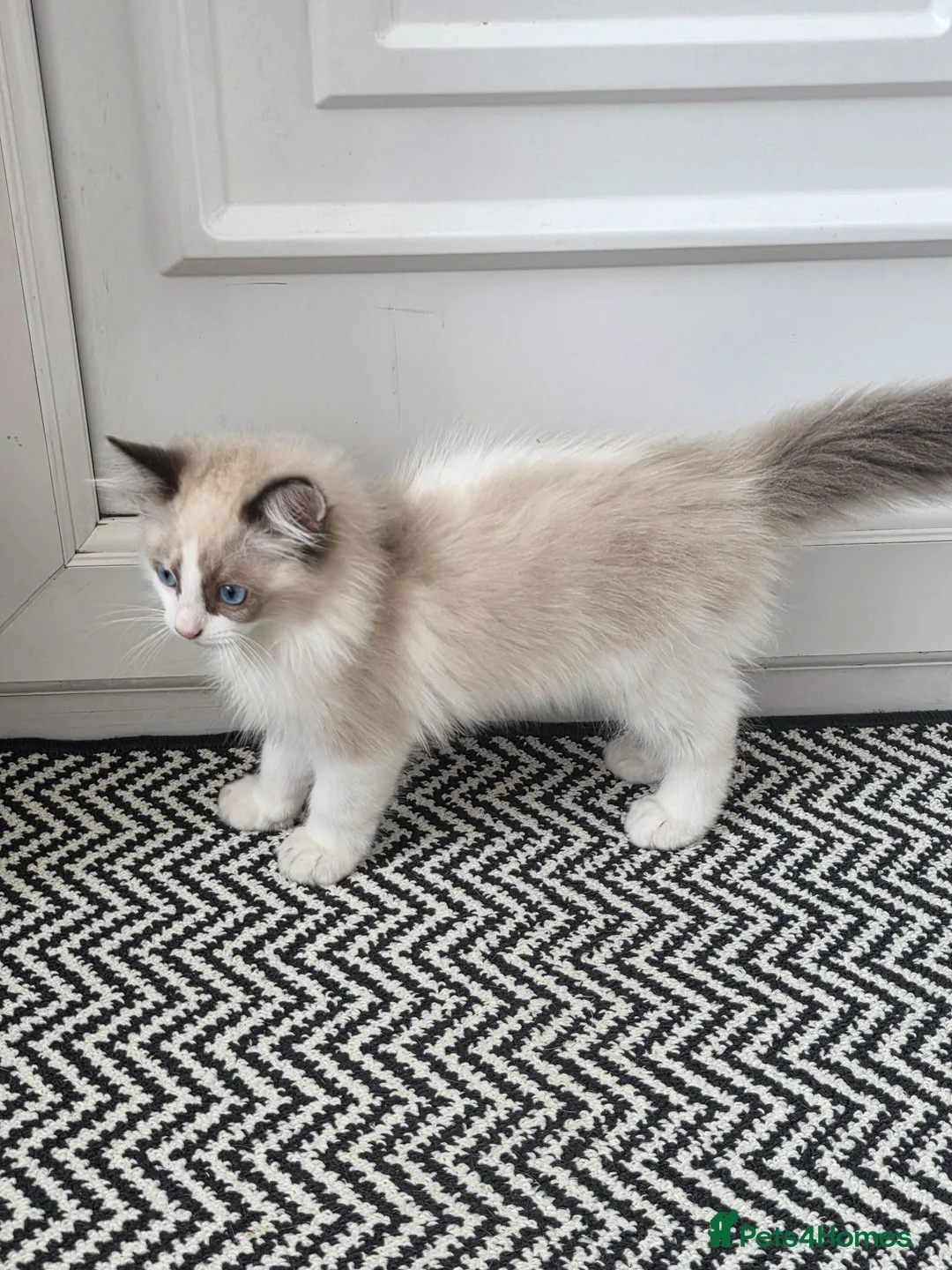 Ragdoll cats for sale: Ragdoll - Advert 2